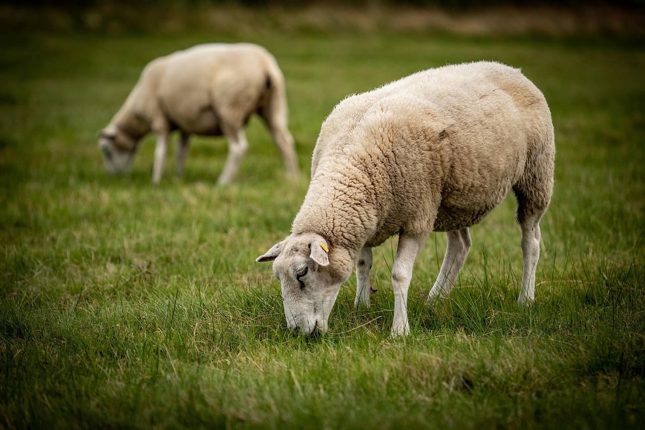 sheeps